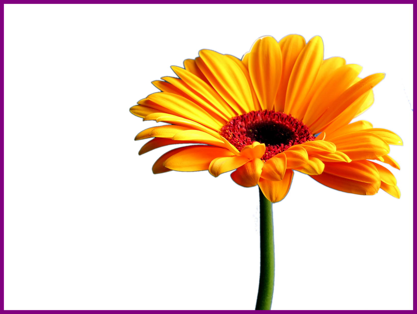 The Best Sunflower Watercolor Clipart Summer Flower - Chronic Pain Support Group (1630x1230), Png Download