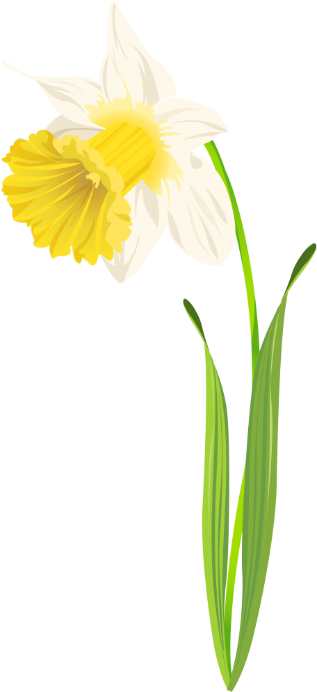 Free Png Daffodil Image Png Images Transparent - Daffodil Leaves Png (481x1007), Png Download