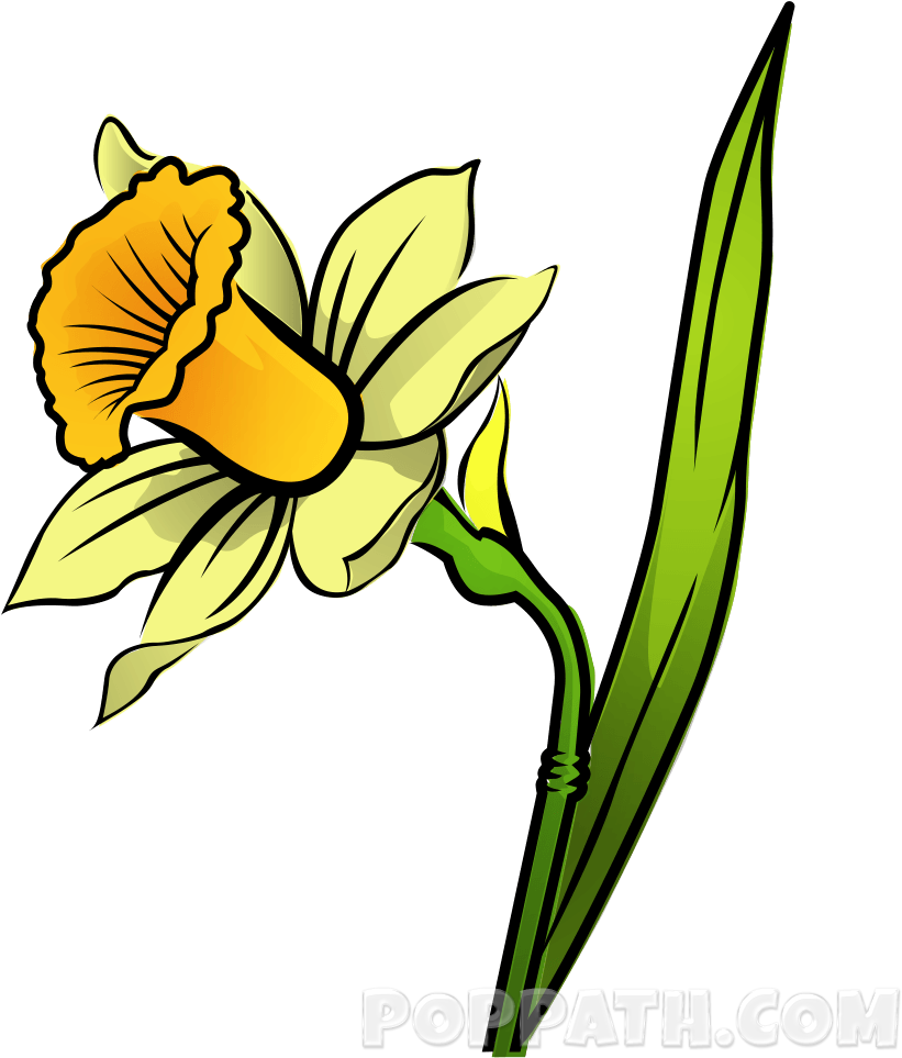 How To Draw A Daffodil - Iris (1000x1000), Png Download