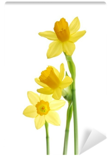 Bunch Of Yellow Spring Daffodils Against White Background - Kilobyte (400x400), Png Download