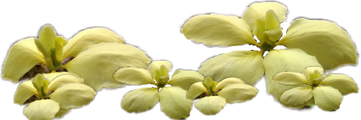 More - American Witch Hazel (717x240), Png Download