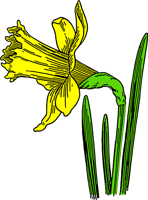 Yellow Daffodil, Flower, Nature, Plant, Season, Spring, - Daffodil Cartoon (474x640), Png Download