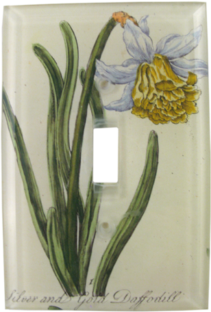 Collection Name - Daffodil (500x500), Png Download