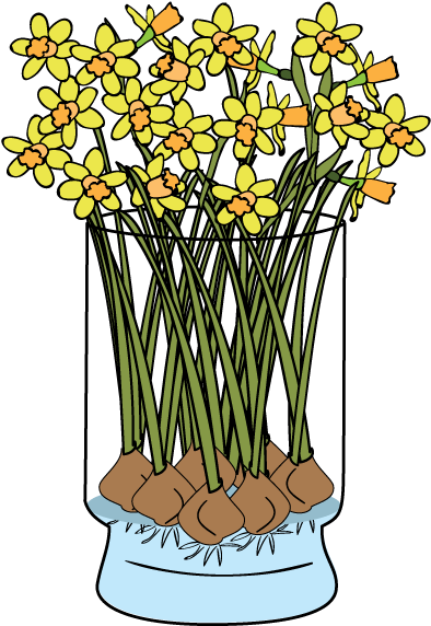 Daffodils-faq - Giant White Arum Lily (600x600), Png Download