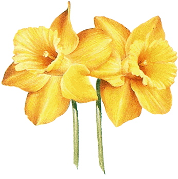 Drawings Of Yellow Flowers (377x356), Png Download