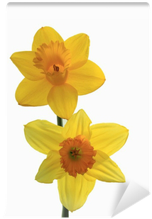Narcissus (400x400), Png Download