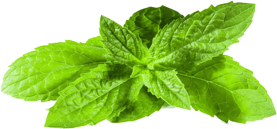Transparent Images Pluspng Image - Mint Png (620x350), Png Download