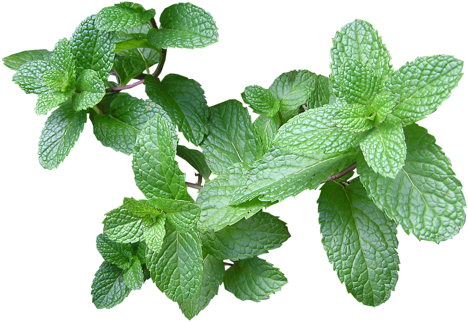 Herb, Mint, Cut, Out - Máta Peprná (454x340), Png Download