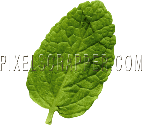 Mint Leaf - Digital Scrapbooking (456x456), Png Download