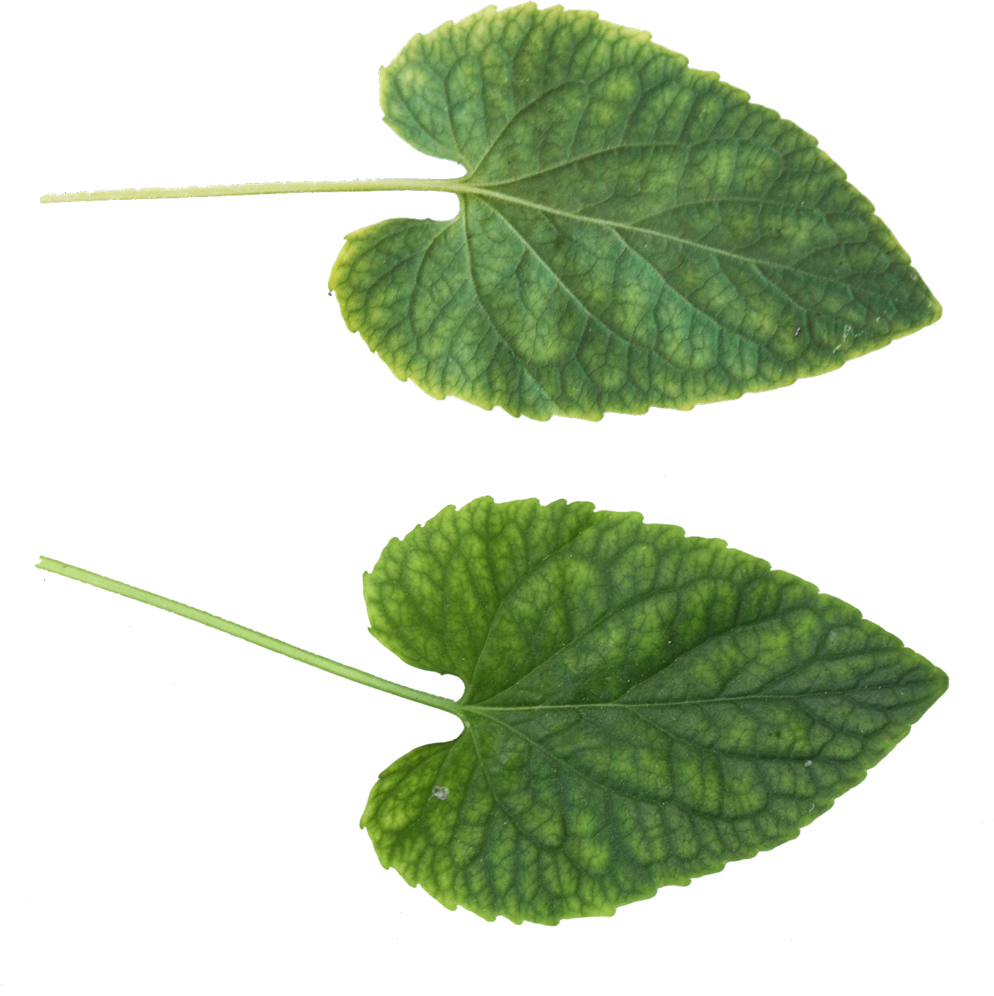 Green Leaves Png Image - Leaf Texture .png (1566x1600), Png Download