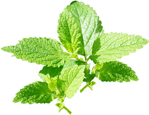 Peppermint Png Image Background - Product (476x476), Png Download