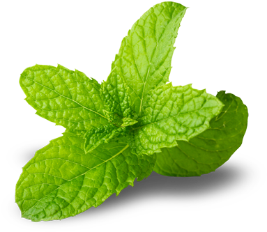 Spearmint - Spearmintpng (500x349), Png Download