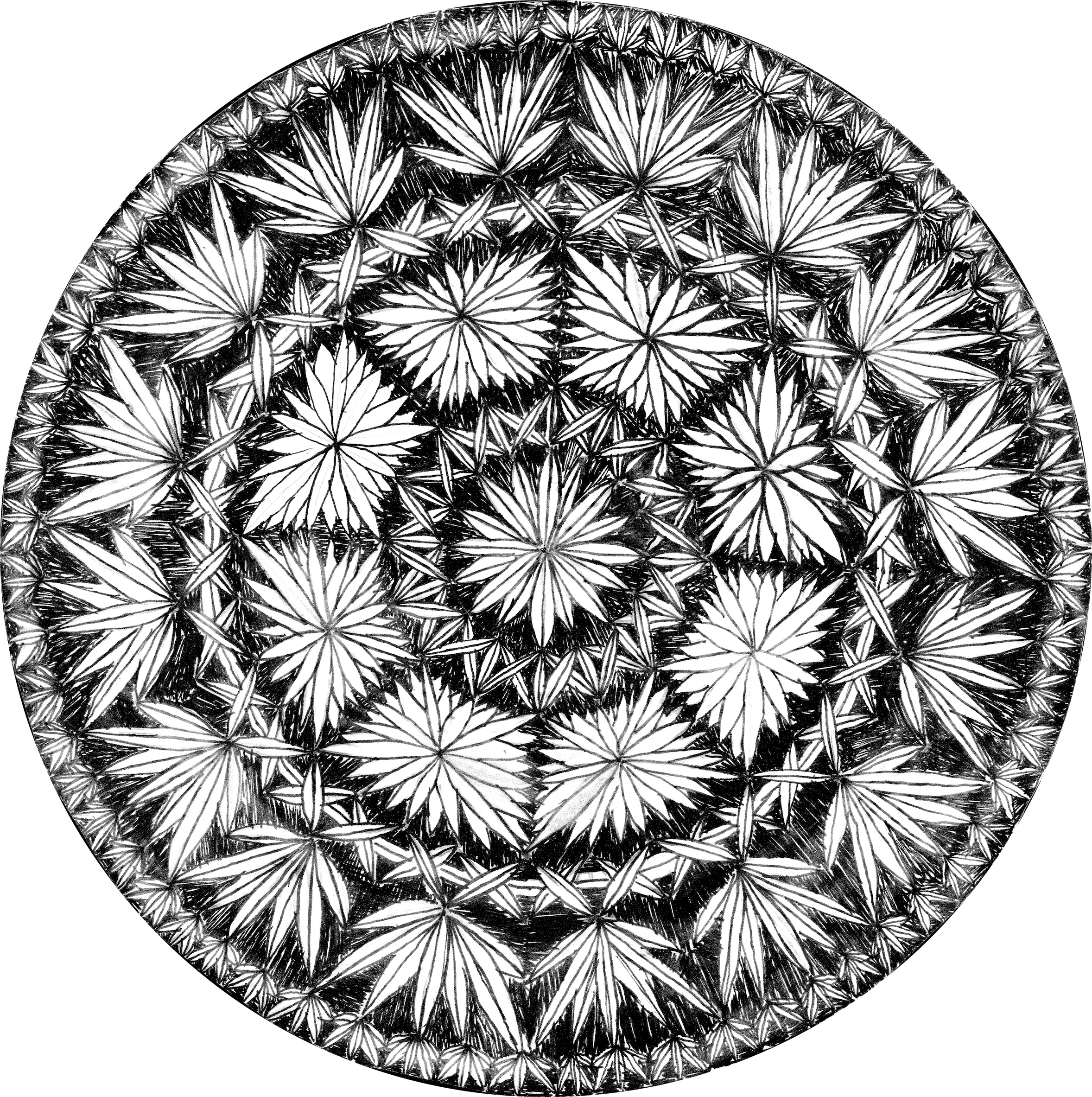 Tilia Americana With Flynn & The Electric Co (2356x2366), Png Download