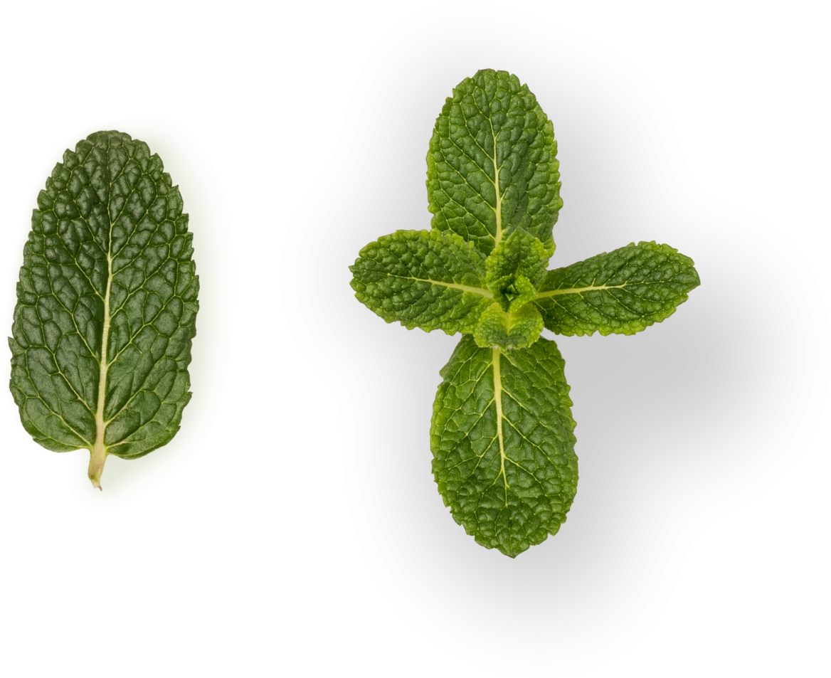 Mint - Grupo Lucas (1500x1500), Png Download