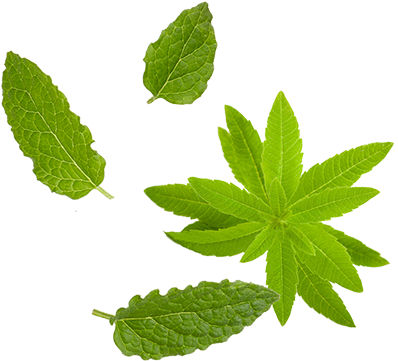 Mint Png Download - Maple Leaf (400x400), Png Download