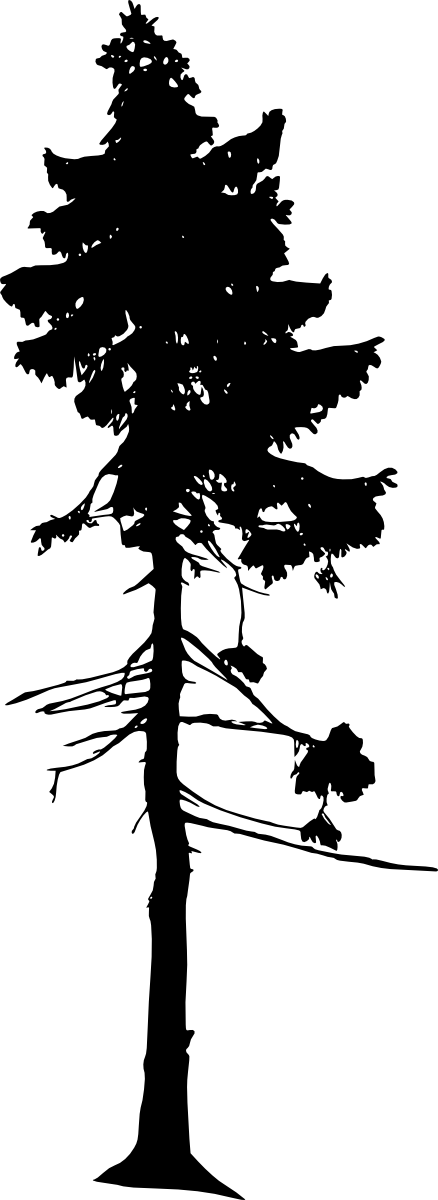 Free Download - Old Tjikko Oldest Tree (438x1200), Png Download