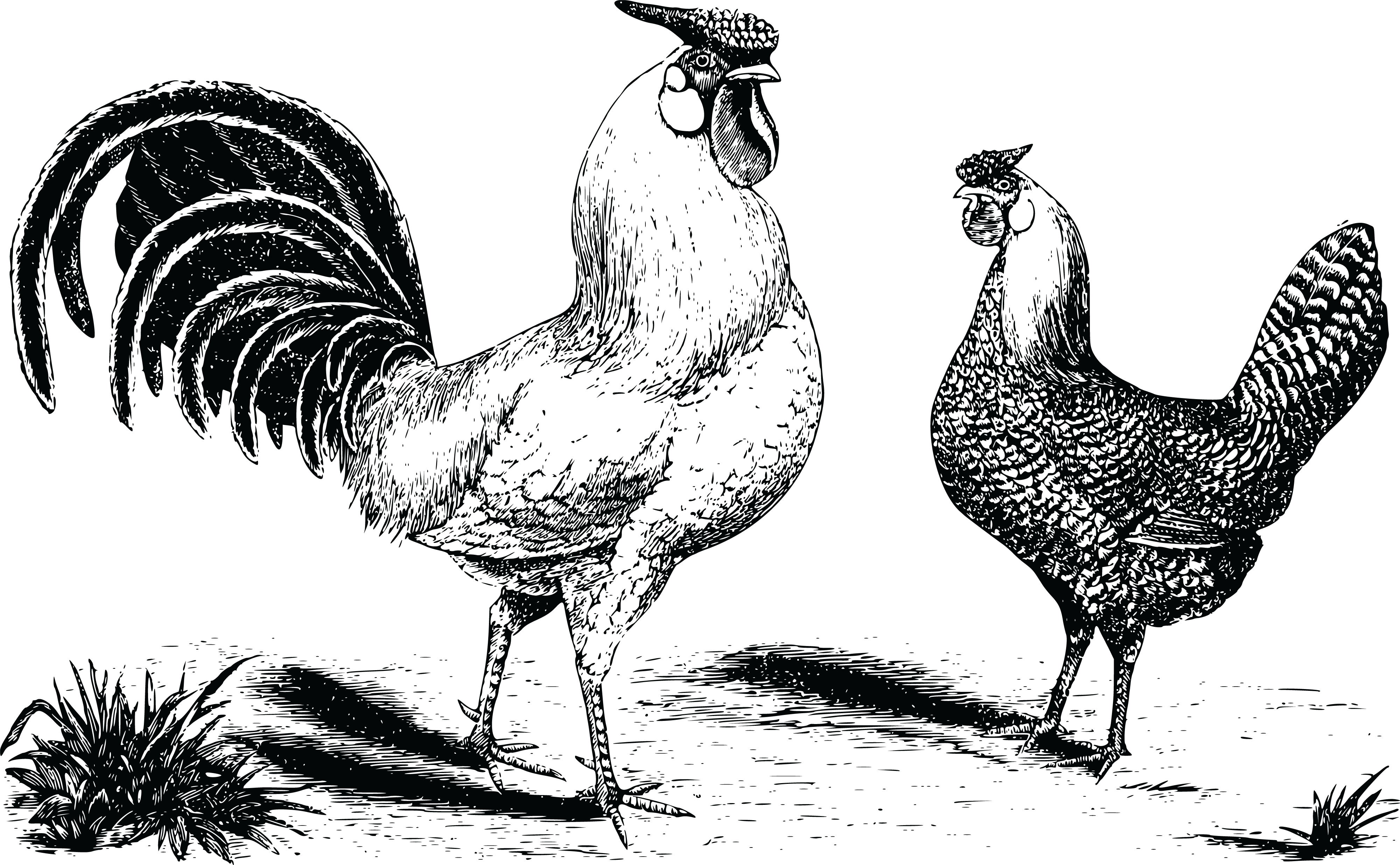 , , - Cafepress Chickens Samsung Galaxy S7 Case (4000x2473), Png Download