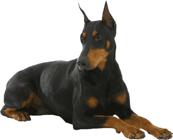 Doberman-pinscher - Doberman Png (750x531), Png Download