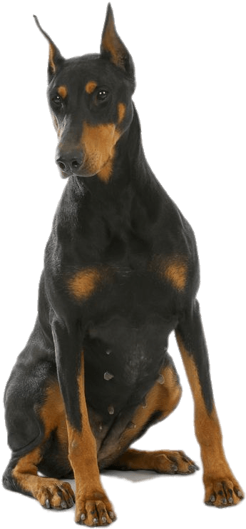 Animals - Dobermans - Doberman Png (520x922), Png Download