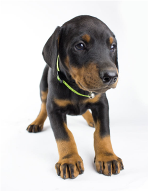 Dog (793x381), Png Download