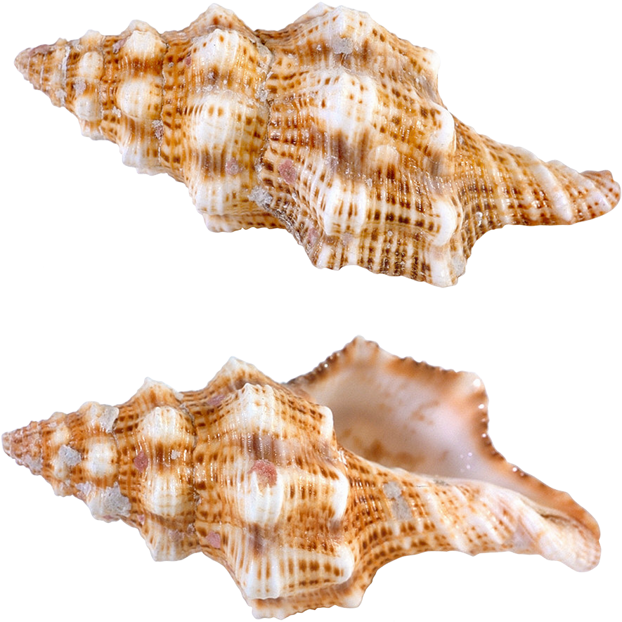 Sea Snail Png (1148x964), Png Download