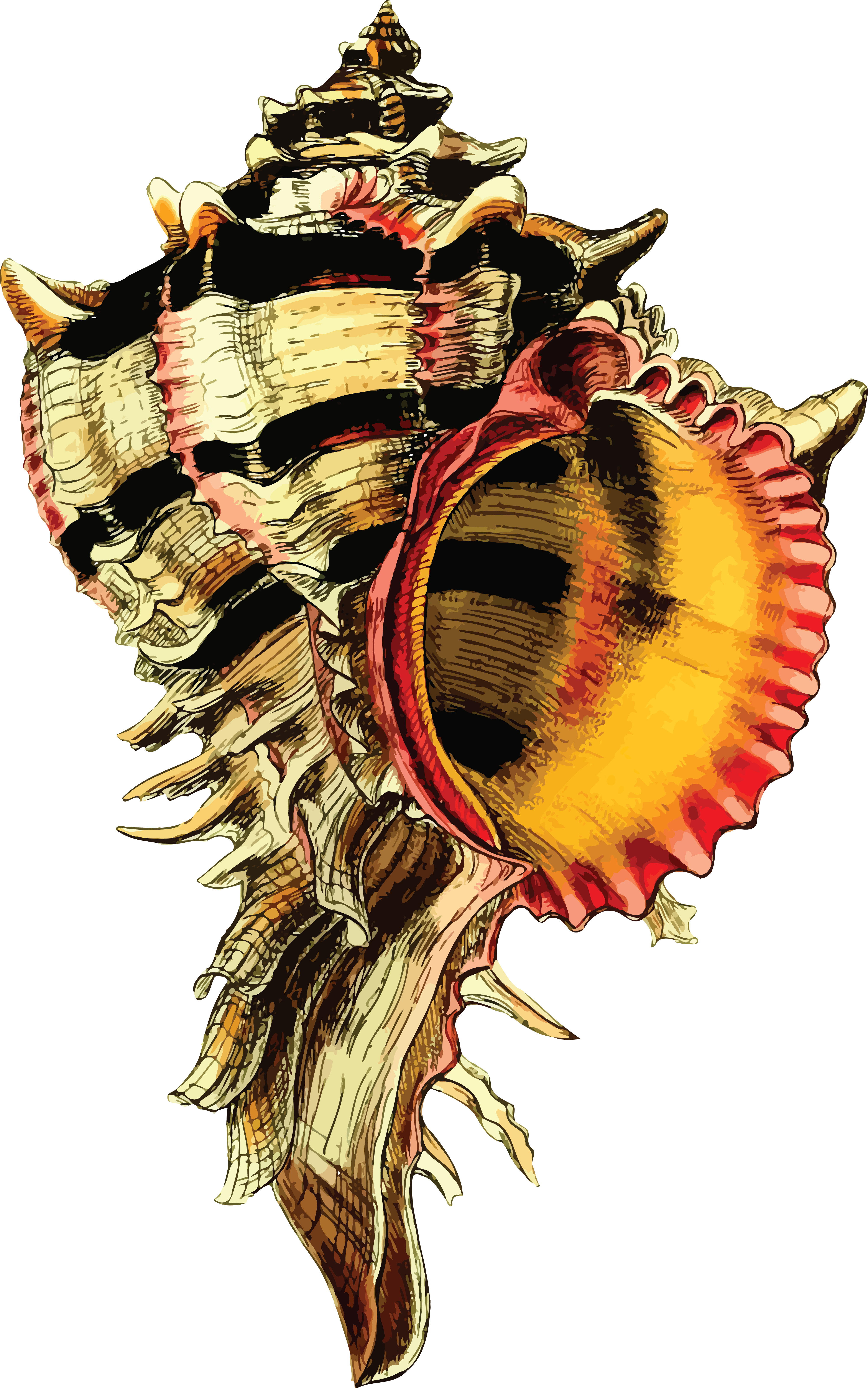 Free Clipart Of A Conch Sea Shell - Zazzle Seashell Vinatge Image Tote Bag (4000x6396), Png Download