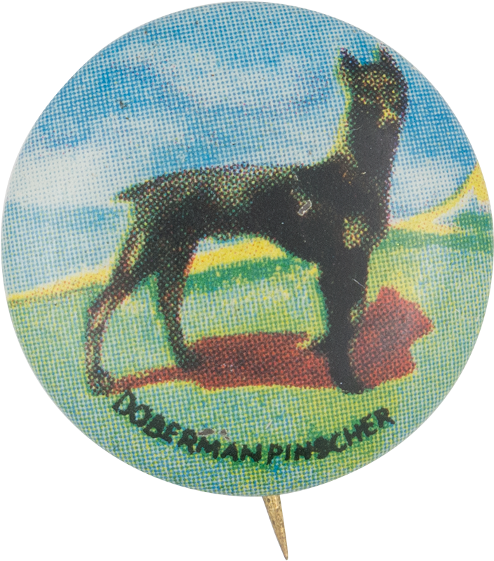 Doberman Pinscher - Dobermann (1000x903), Png Download