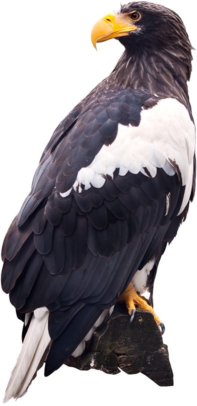 Png Images - Eagle - Steller's Sea Eagle Png (945x945), Png Download