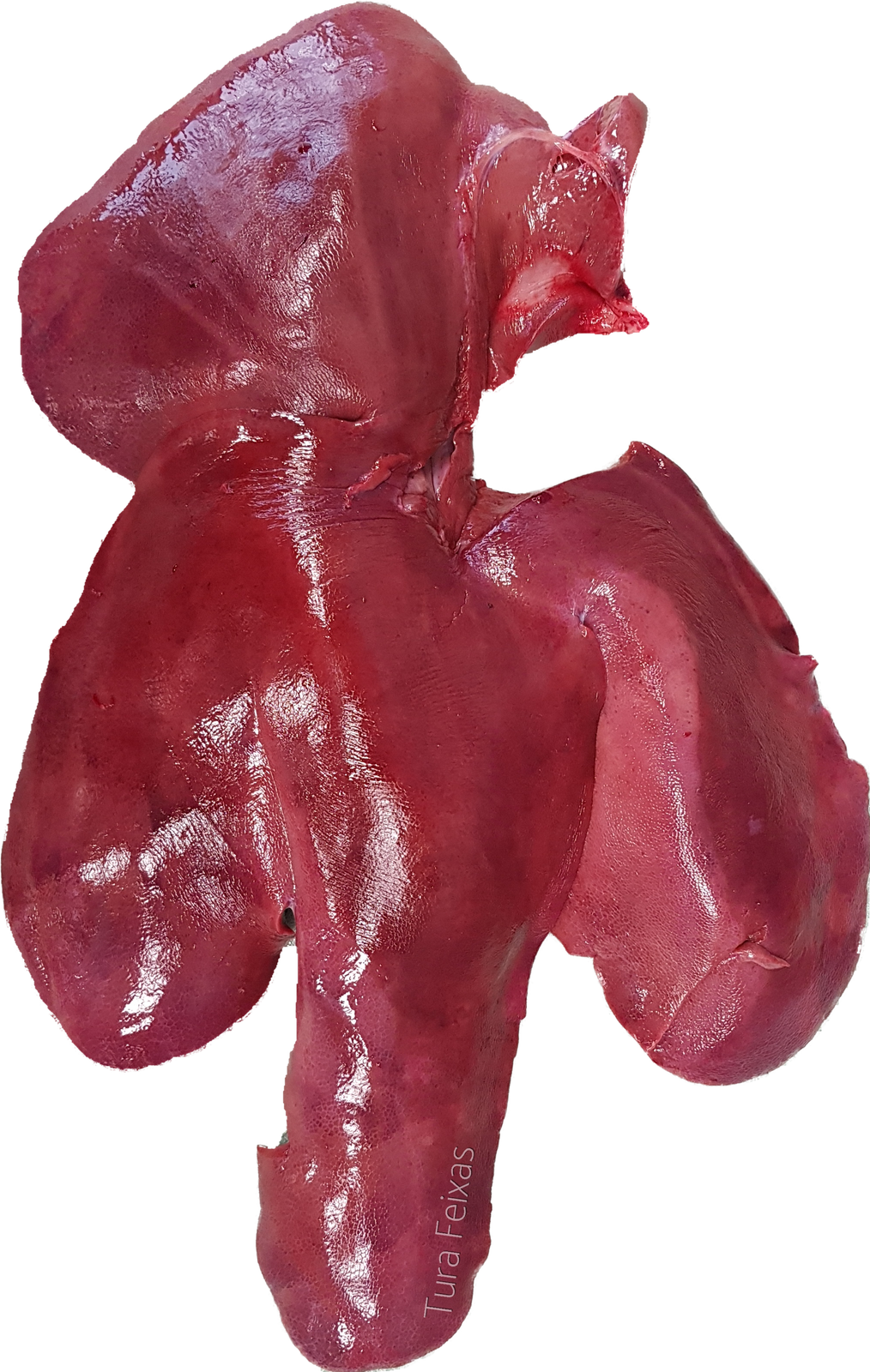 Leber - Liver (1014x1600), Png Download