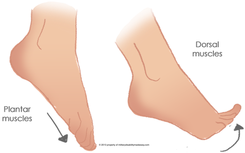 The Foot Muscles 1 - Toe (504x315), Png Download