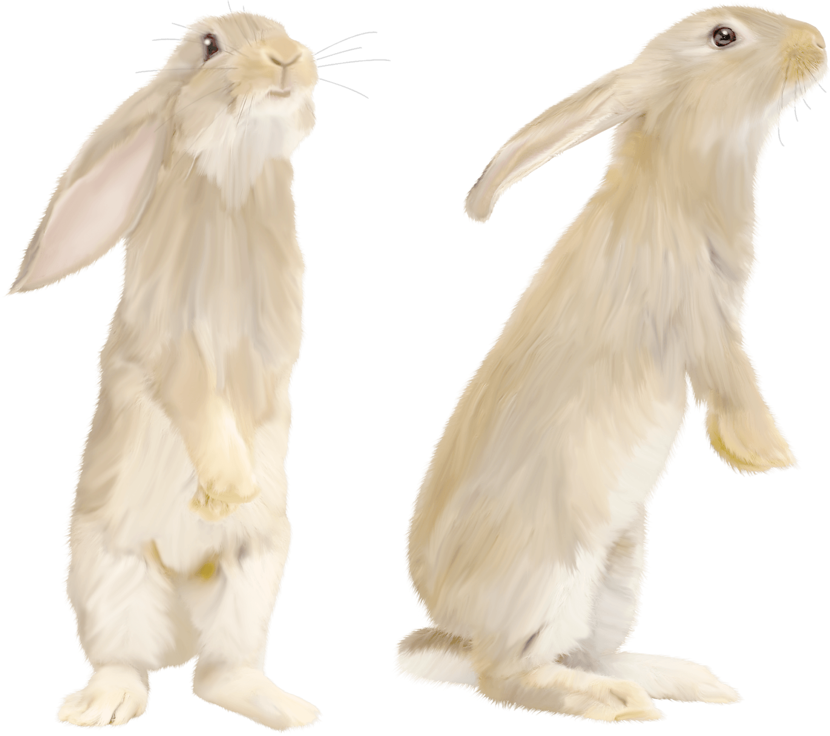Cute Gray Rabbit Standing On His Feet - White Rabbit Png (1635x1450), Png Download