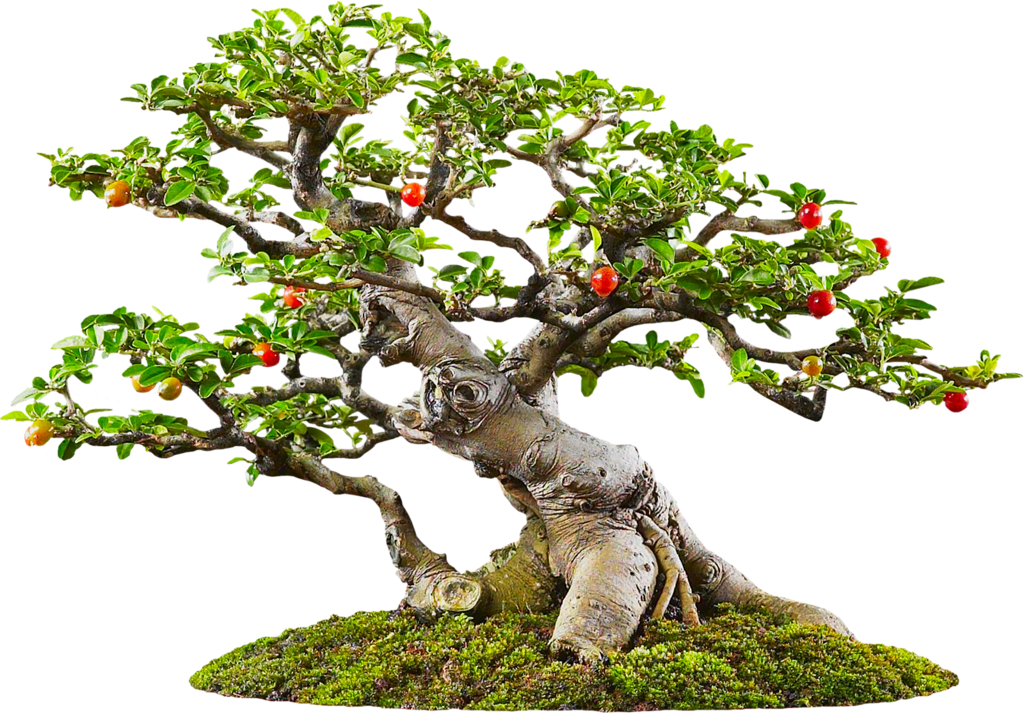 Фотки Bonsai Art, Bonsai Trees, House Plants, Container - Sageretia Theezans Bonsai (1024x713), Png Download