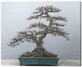 Bonsai (400x400), Png Download