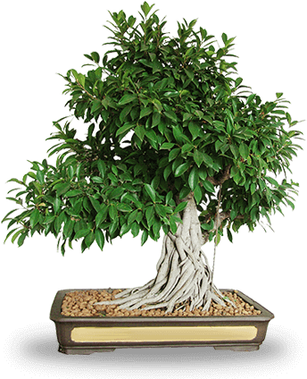 Professional Services - Bonsai Plant Png (363x425), Png Download