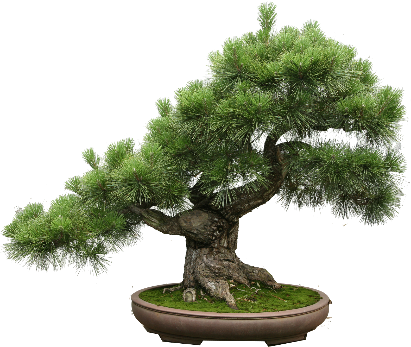 The Art Of Creating A Bonsai Tree - Itil V3 Small-scale Implementation [book] (2072x2912), Png Download