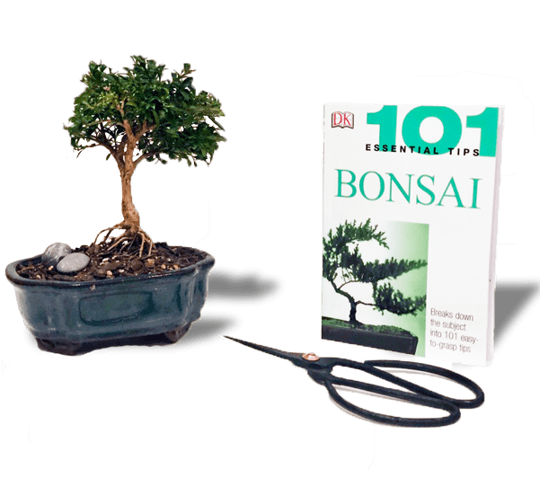 101 Essential Tips: Bonsai (600x603), Png Download
