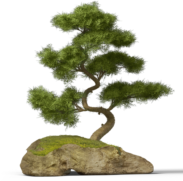 Report Abuse - Bonsai Pine Tree Png (783x1000), Png Download