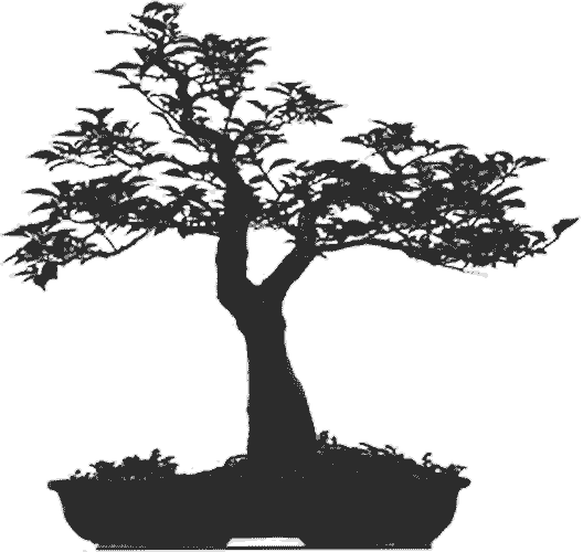 Sillouhette - - Bonsai Tree (528x500), Png Download