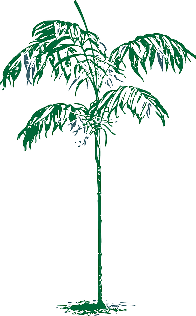 Palm, Tree, Plant, Coconut, Dates, Date - Palm Trees Sketches Clipart (398x640), Png Download