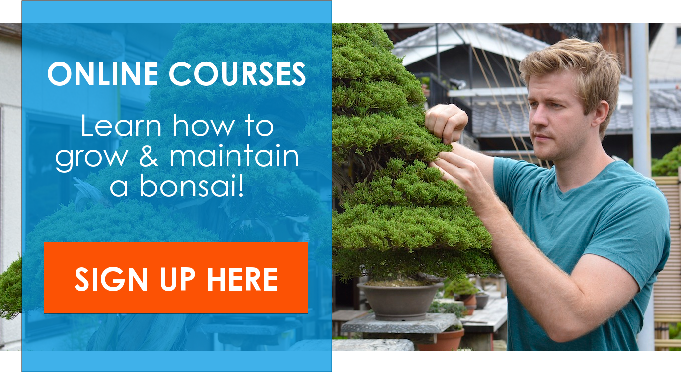 Online Bonsai Course - Colorado Spruce (1398x777), Png Download