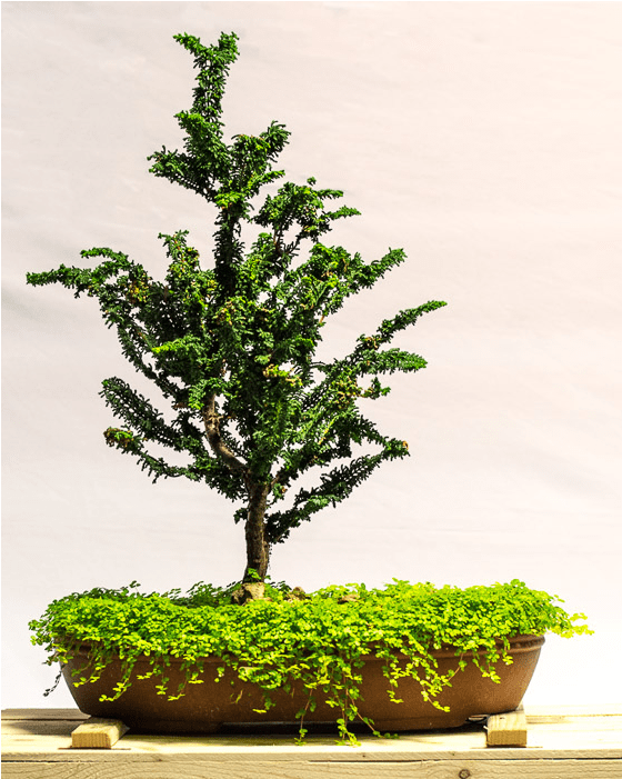 Dwarf Hinoki Cypress Seka - Bonsai (700x700), Png Download