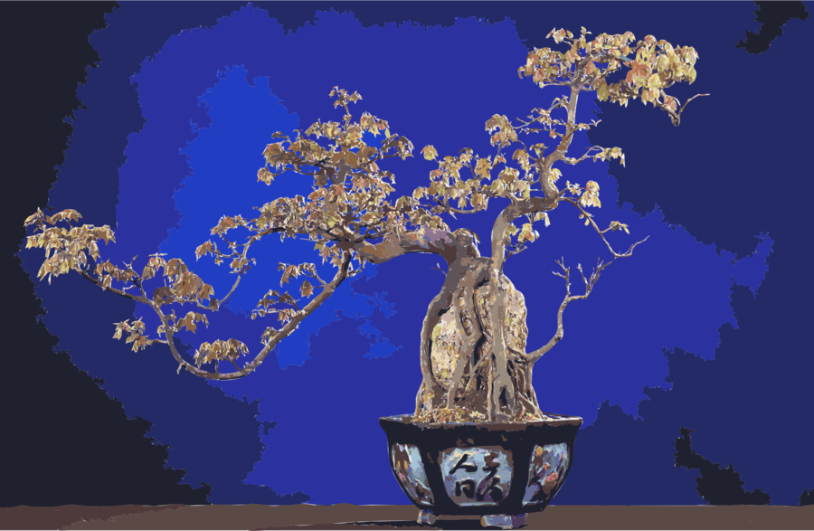 Bonsai Clipart National Bonsai Foundation Penjing - Bonsai (900x587), Png Download