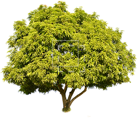 Parent Category - Tree (450x450), Png Download