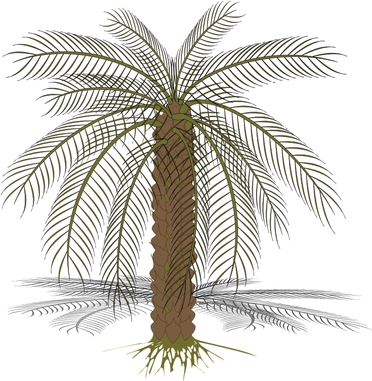 Palm Trees (800x800), Png Download