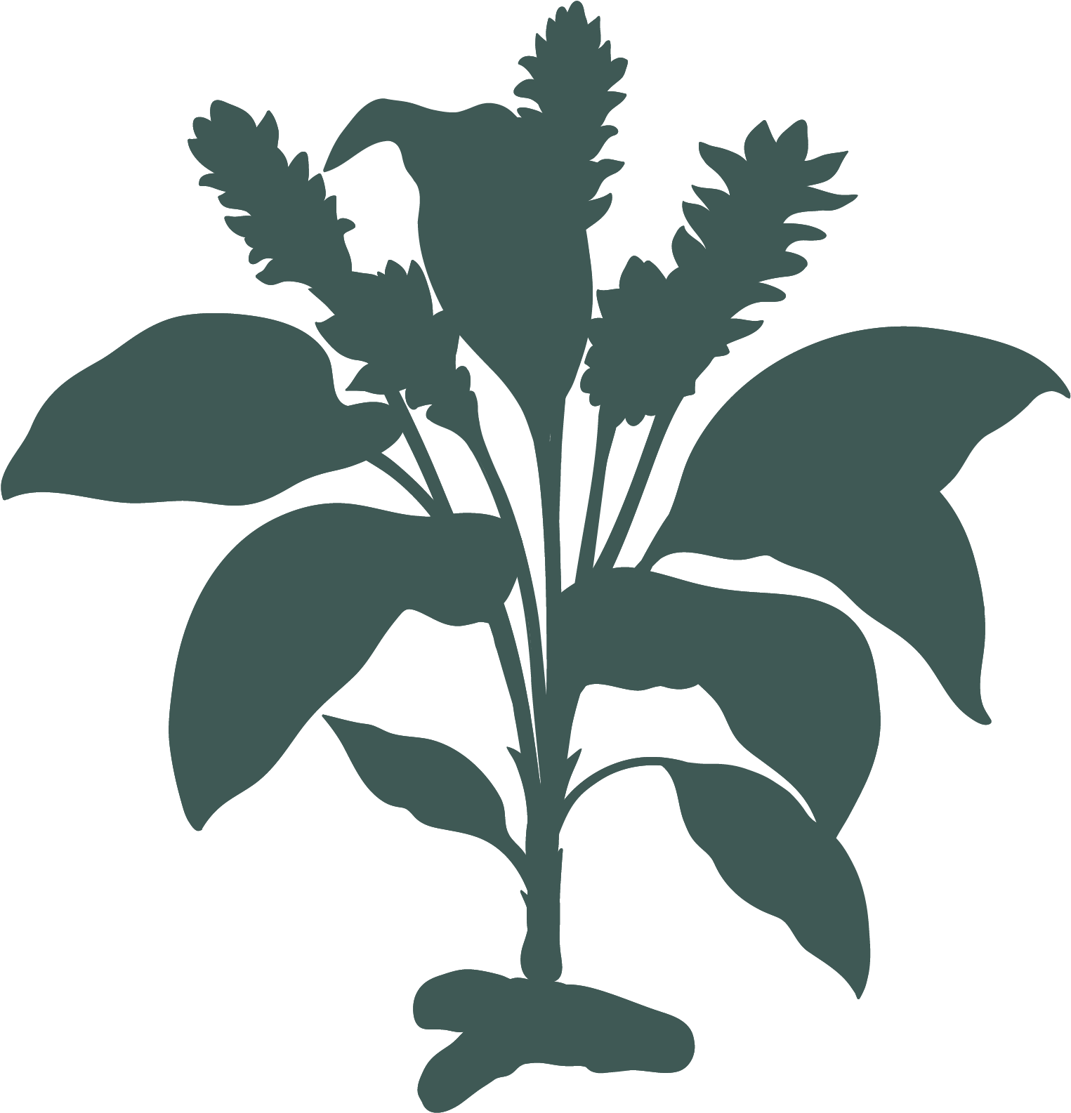 Download Turmeric Root Turmeric Plant Full Size PNG Image PNGkit