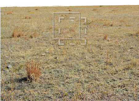 Parent Category - Grasses (450x450), Png Download