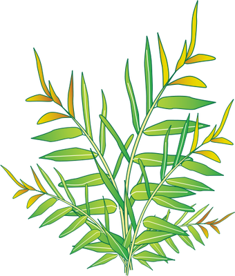 Ian Symbol Acrostichum Speciosum - Labelled Diagram Of Acrostichum (340x400), Png Download