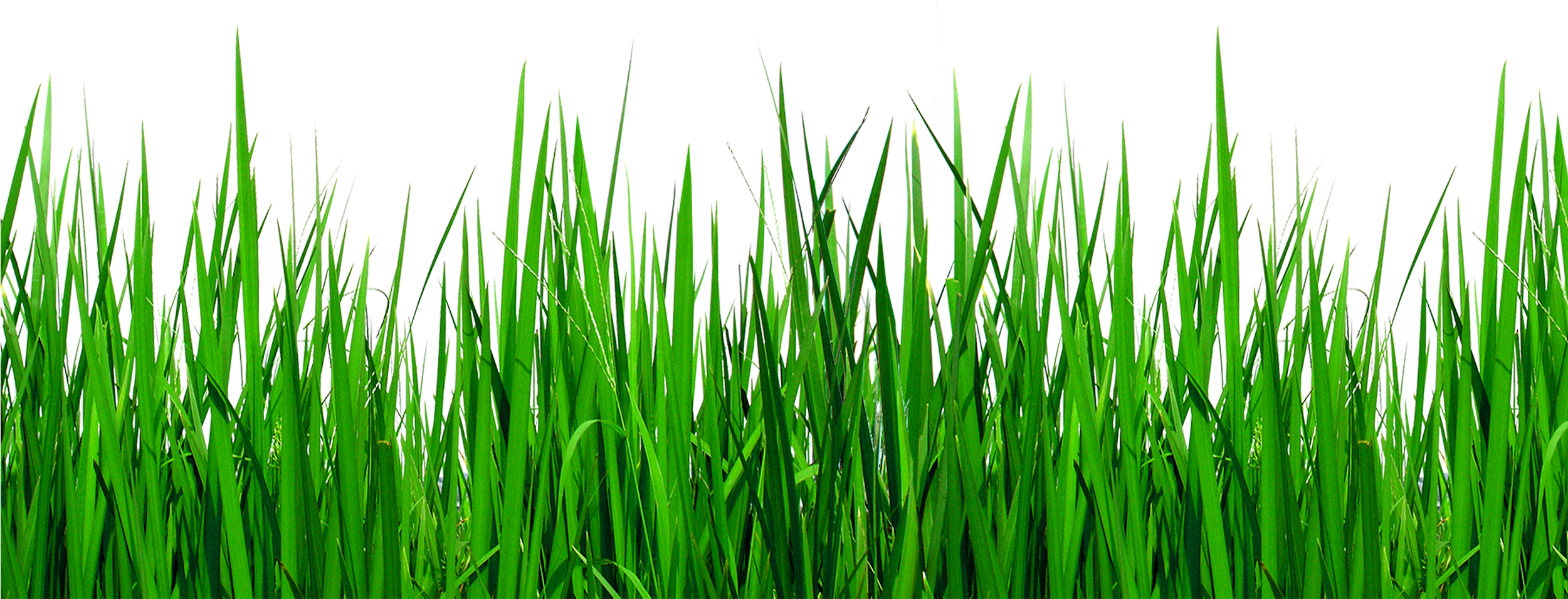 Grass Border Png - Green Grass Border Png (2500x2500), Png Download