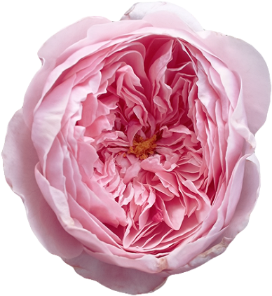 Free Transparent Tumblr Roses - English Roses Png (500x442), Png Download