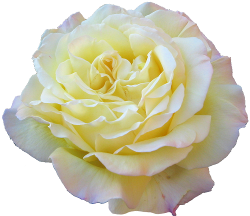 Flower Png Tumblr Flowers - Yellow Transparent Tumblr Floral (500x432), Png Download